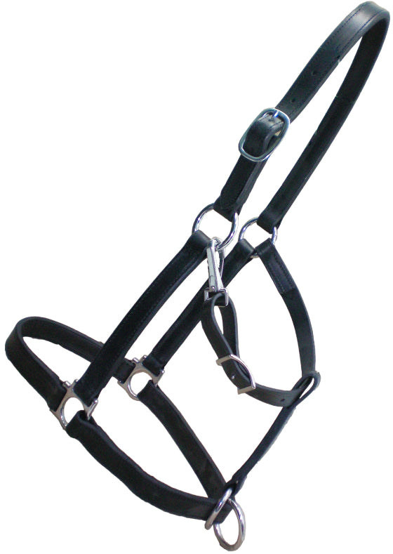 Licou en cuir DRAFT
